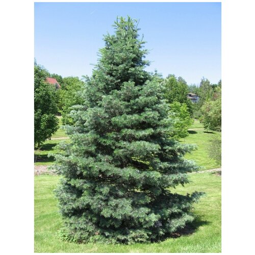 ������ ������ ����� ���������-������ ����