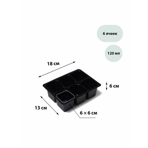 ������ ������ ������� ��� �������, �� 6 �����, �����������, � ������ 10 �� ����