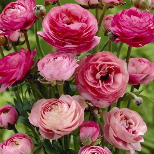 ������ ������ �������� ������ , ������ , �������� ���������� PINK ( 10 �� ) ����