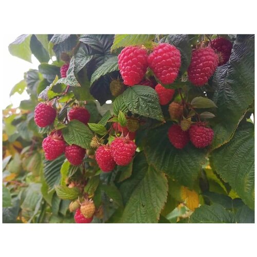 ������ ������ ����� - 2�� ������ ������������. �������. ����