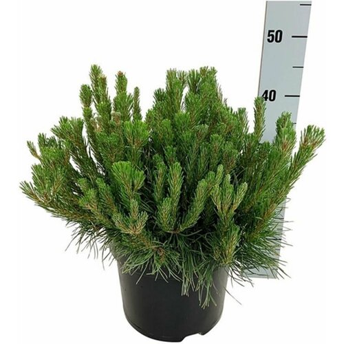 ������ ������ �������� ����� ������ ������� 883882 C5 H50-60 ����