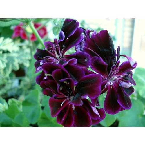 ������ ������ ������ ���������� ������������ �������� �������� 3 �� (1 �������� (O)) ����