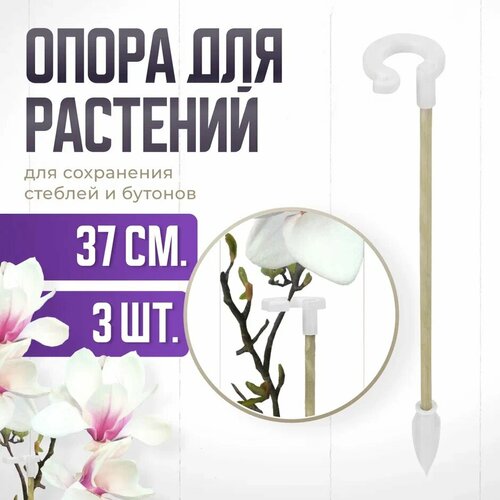 ������ ������ ����� ��� �������� � �������, ������� ������� ��� �������, ��� ������� , ��������� ������ 37 �� 3 �� ����