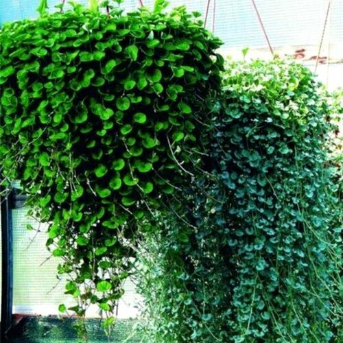 ������ ������ �������� ���������� �������, Dichondra Argentea Emerald falls, �������, ������ ����