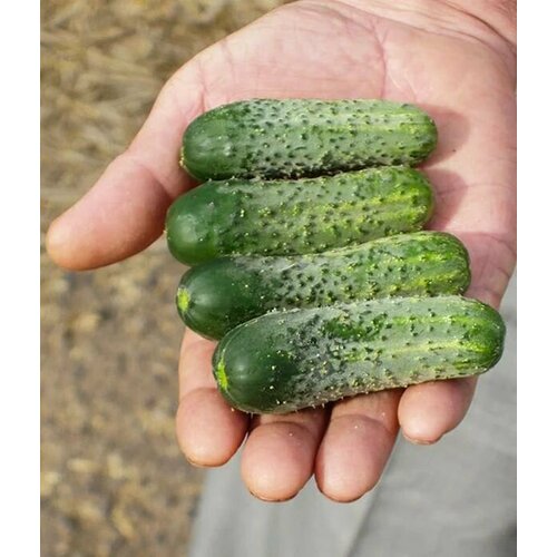 ������ ������ ������������� ������ ������ ��������� F1 ����