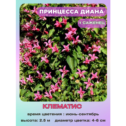 ������ ������ �������� ��������� ����� ����