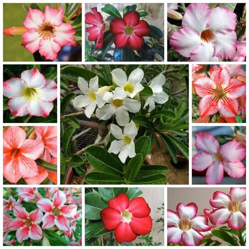 ������ ������ ������ ������ ������� ���� 10 ����� ����