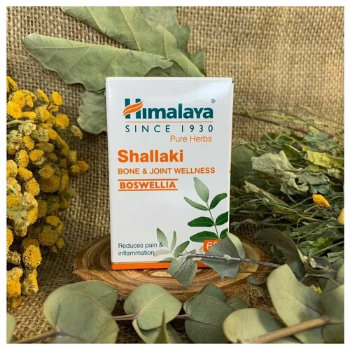  Shallaki (, ) Himalaya ()      ,    , 60 .   -     , -,   