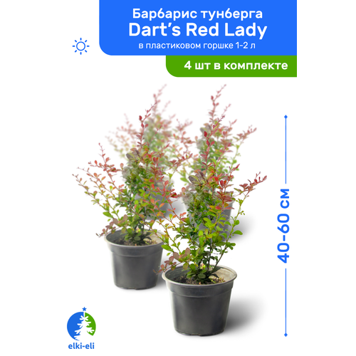     Dart's Red Lady (  ) 40-60     1-2 , ,   ,   4  