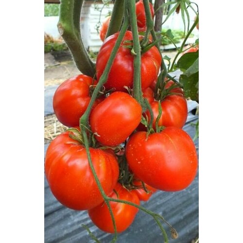 ������ ������ ������ ������ ������ ������� (Kangaroo Heart) / Seeds And Goods / � �������� zip-lock ��� ���������� 10 ����� ����