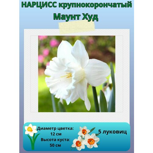 ������ ������ ������� ����� ���, ����������� �����, �������� ��� ������� 5 �� ����