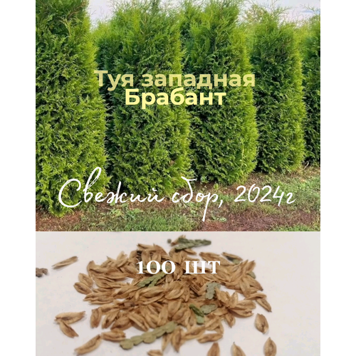 ������ ������ ��� �������� �������, ������ 100 ��, ������ ���� ������� 2024, � ��������� ����������� ����