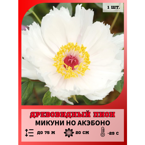 ������ ������ ���� ����������� ������ �� ��������, ������� 1 ����� ����