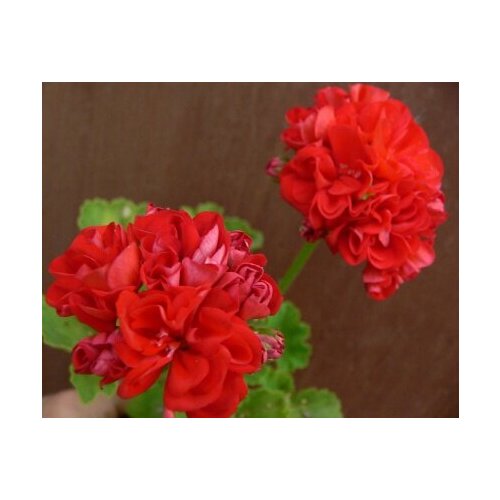 ������ ������ ������ ���������� ���������� ��������� �� ����� 4 �� (1 �������� (O)) ����