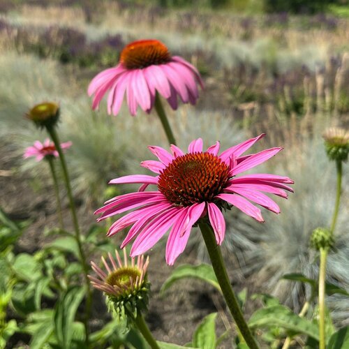 ������ ������ �������� ��������� ����������, ������ ����