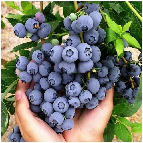 ������ ������ ������� �������� ������� 3� ����� (���) �������. ����