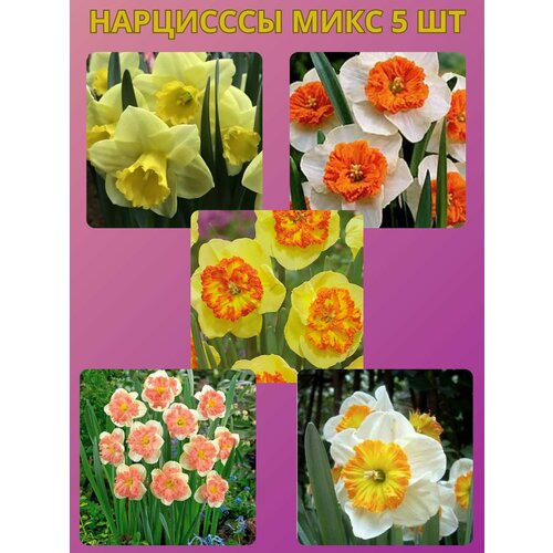 ������ ������ �������� ����������� �����, �������� 5 �� ����7 ����