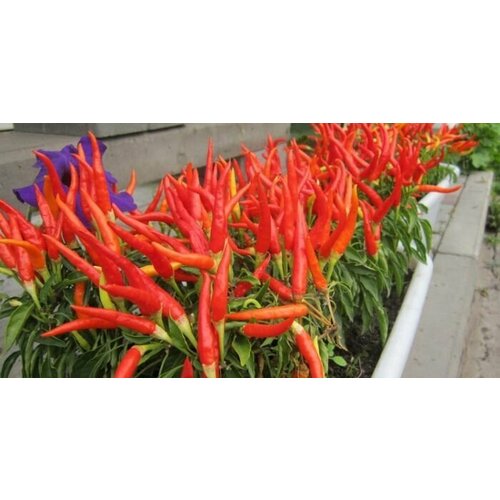 ������ ������ ����� ������ ������� ����