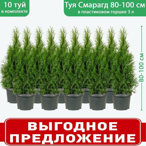 ������ ������ ��� �������� ������� C3, ������ 80-100 ��, ������� ������ 19 ��, 10 �������� ����