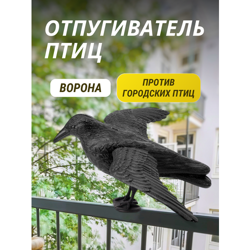 ������ ������ ������������ ���� ������ ����