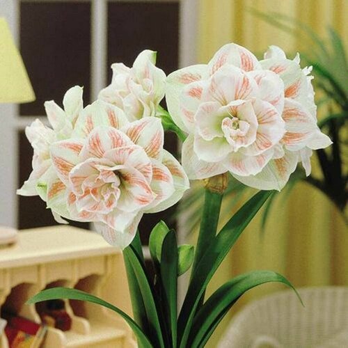 ������ ������ ����������� ����, Hippeastrum Nymph, �����, ������ ����