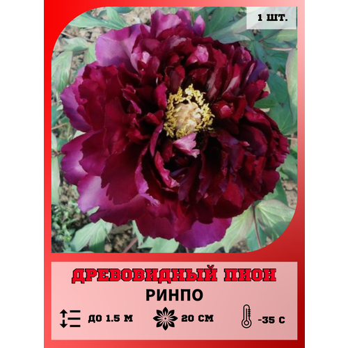 ������ ������ ���� ����������� �����, ������� 1 ����� ����