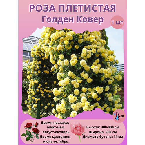 ������ ������ ���� ��������� ������ �����, ����������� ����� ����