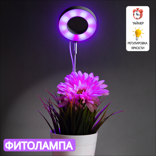 ������ ������ ��������� CHINESE BOX, ��� �������� � �������, LED, ����� ����, 5 �� ����