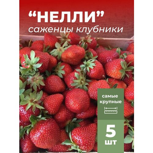 ������ ������ �������� ����� ������������� ����� �������/��������� �������� 5 �� ����