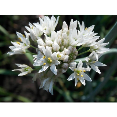     -  (. Allium ramosum)  30 