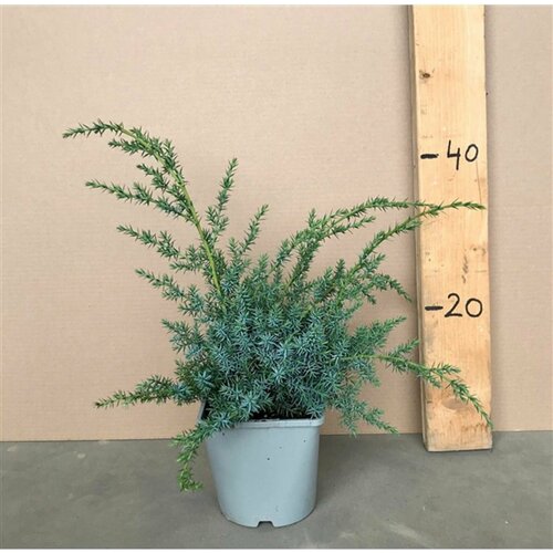 ������ ������ ������������ ��������� 