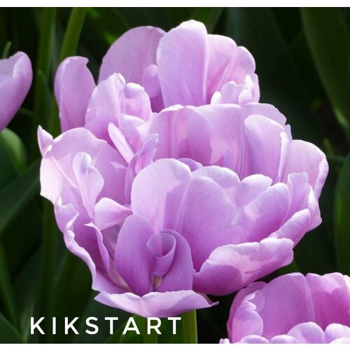 ������ ������ �������� ����������� , �������� ���� KIKSTRAT (4 �����) ����