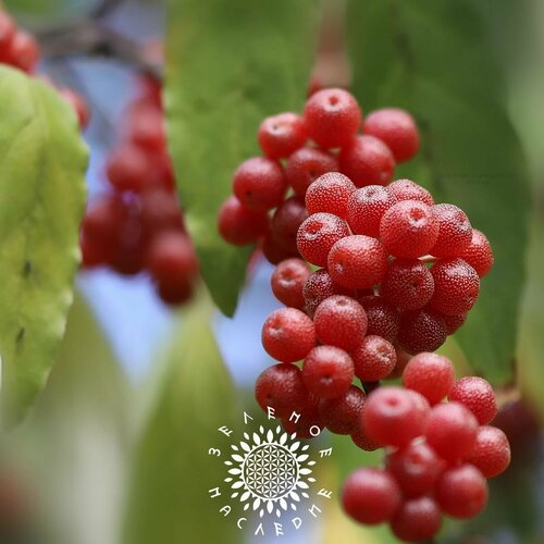 ������ ������ ������ ��� ��������� ������������� (���. Elaeagnus umbellata) 25�� �� Green Legacy ����