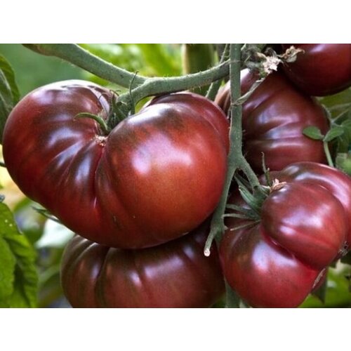 ������ ������ ������ ������ ����� ������ ����� 10 ��. ����