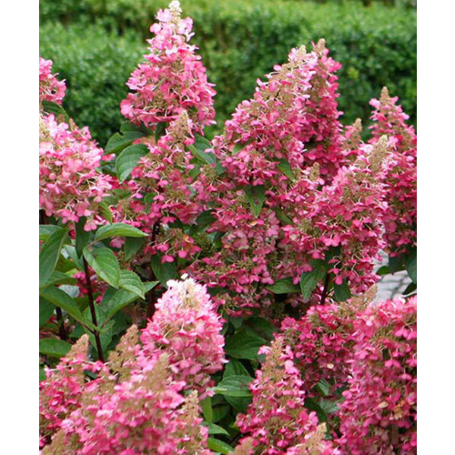 ������ ������ ��������� ���� ���� (�����������), 1 ����� ����