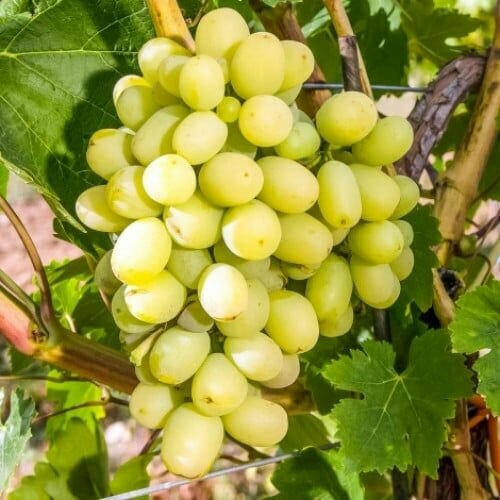 ������ ������ �������� ����� ����� (2 ��) ����