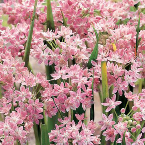 ������ ������ �������� ������ ROSEUM ( 10�� ) ����