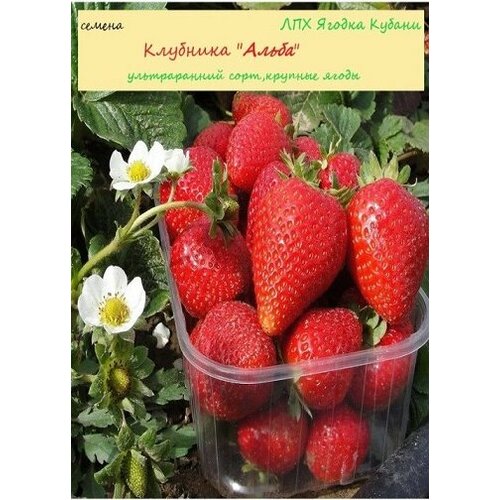 ������ ������ �������� 