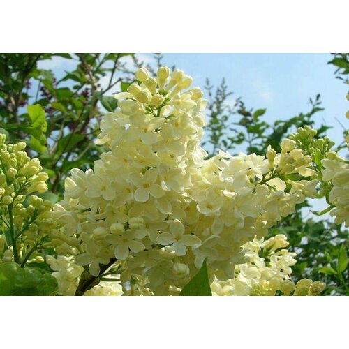 ������ ������ ������� ������ ������������ �������� ( 2 ���� , �3,5 , 20-40 �� ) ����