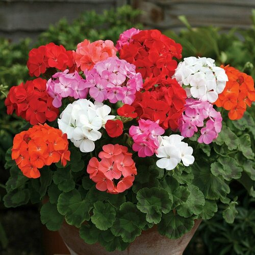 ������ ������ ���������� (������) ������ �����, ���������� ��������� ������ ������� ����� ������ ������� ���, ������� � ��� ���, 4 ����� ����