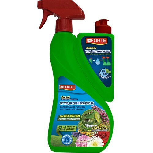 ������ ������ Bona Forte ����� + ���������� �� ���, ���������� ����� � ������ 50 ����� �����, ������ 750 �� + 250 ����