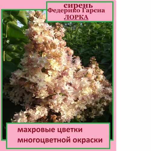 ������ ������ ������ �������� ������ ����� ����