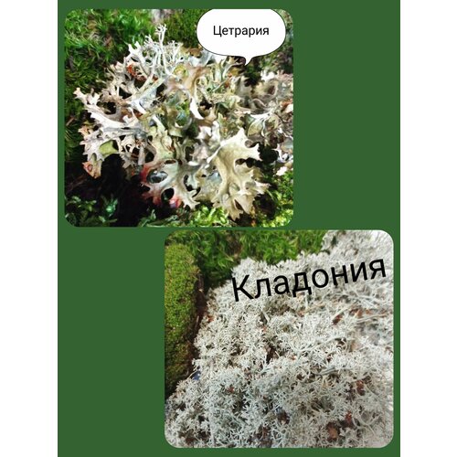 ������ ������ 2 ���� ���. ��������+��������. �����������. ������. ����