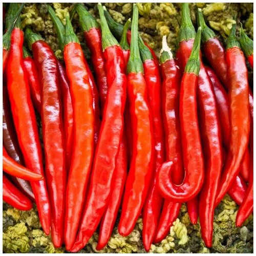 ������ ������ ������ ������ ����� ������ ��������� 10 ��. ����