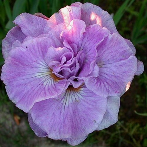 ������ ������ ���� ��������� ���������� ����