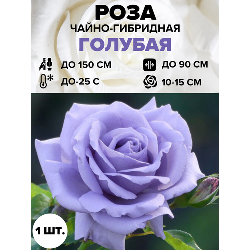 ������ ������ ���� ������� �����-��������� 1 ��. ����