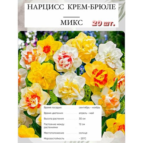 ������ ������ ������� ���������� ����� 20 �� ����