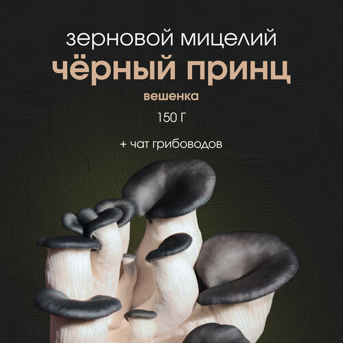 ������ ������ ������� ������ ������� ׸���� �����. �������� ����