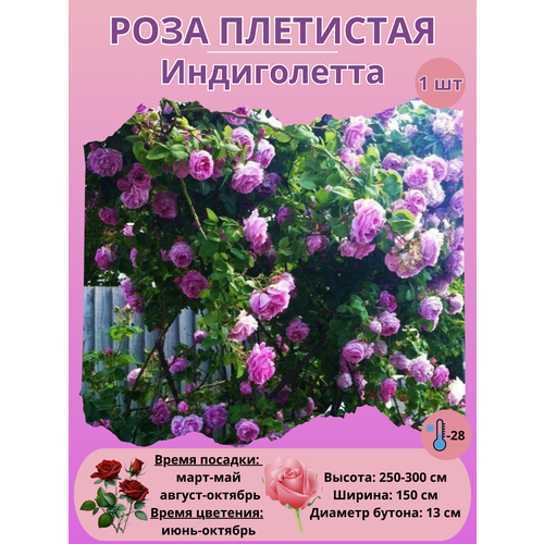 ������ ������ ���� ��������� �����������, ����������� ����� ����