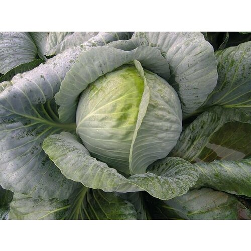 ������ ������ ������ ������� �/� ��������� F1 ����